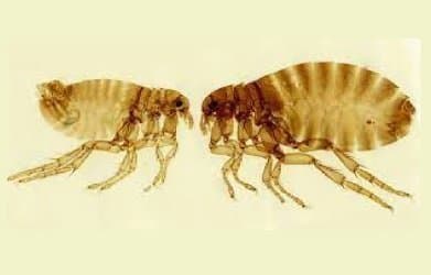 پولکس ایریتنس