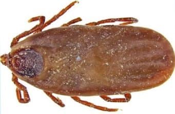 جنس ریپیسفالوس