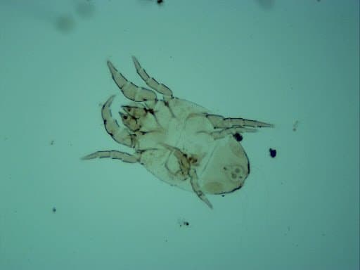 جنس درماتوفاگوئیدس (آمریکایی)