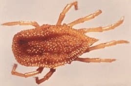 جنس آنتریکولا