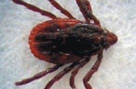 جنس ریپیسفالوس