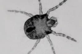 جنس ترومبیکولا