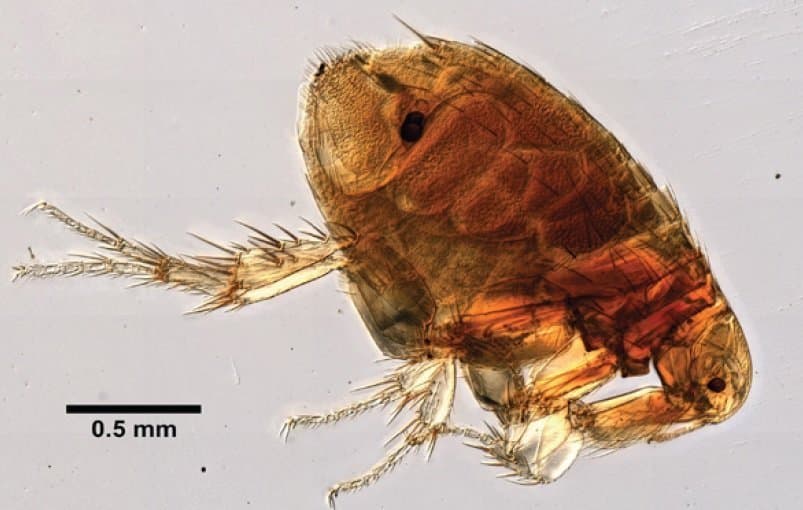 گزنوپسیلا کئوپیس