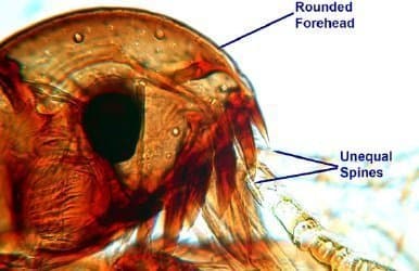 کتنوسفالیدس کنیس