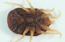 جنس اورنیتودوروس