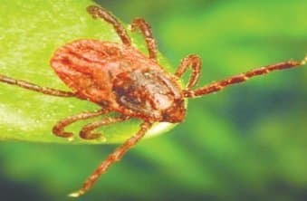 جنس ریپیسفالوس