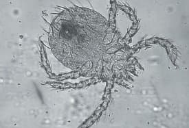 جنس ماکرونیسوس