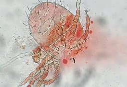 جنس ترومبیکولا