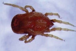 جنس آنتریکولا