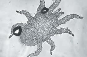 جنس ماکرونیسوس