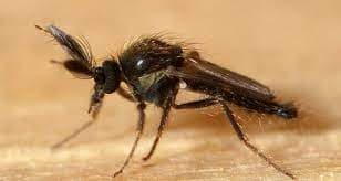 فورسیپومیا