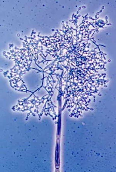 اوئیدیودندرون