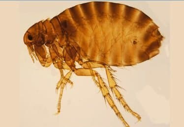 پولکس ایریتنس