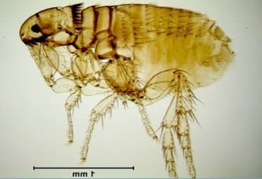 کتنوسفالیدس کنیس