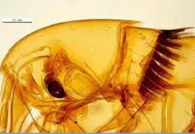 نوزوپسیلوس فاسیاتوس