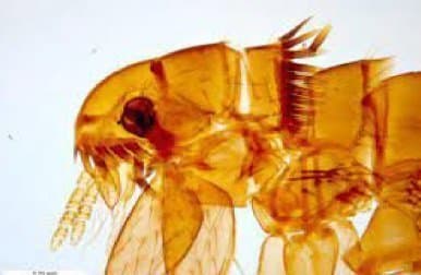 کتنوسفالیدس کنیس