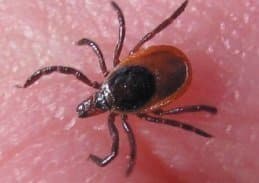 جنس ایکسودس