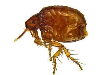 اکیدنوفاگا گالیناسه