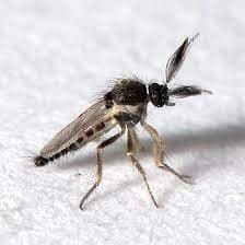 فورسیپومیا