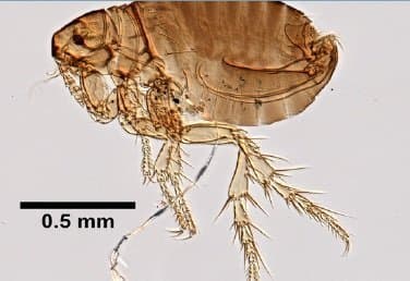 اکیدنوفاگا گالیناسه