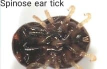 جنس اتوبیوس