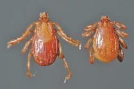 جنس ریپیسفالوس