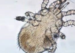 جنس ماکرونیسوس