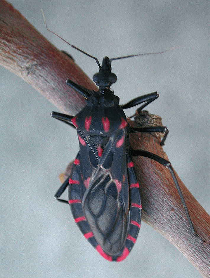 پانسترانجیلوس