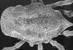 جنس آنتریکولا