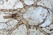 جنس اتوبیوس