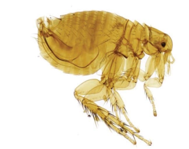 گزنوپسیلا کئوپیس