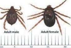 جنس بوئوفیلوس