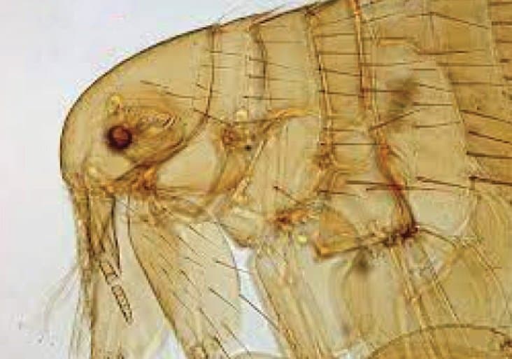 گزنوپسیلا کئوپیس