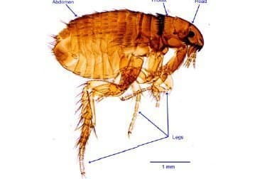 کتنوسفالیدس فلیس
