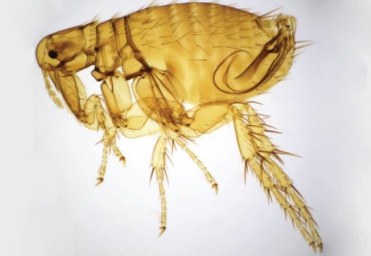 گزنوپسیلا کئوپیس