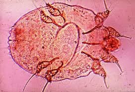 جنس سارکوپت