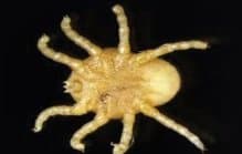 جنس اتوبیوس