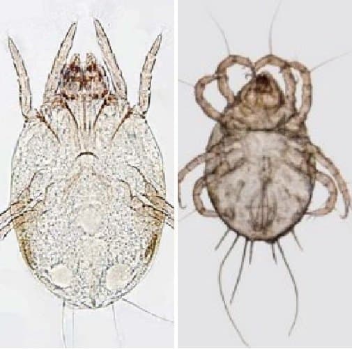 خانواده پیروگلیفیده