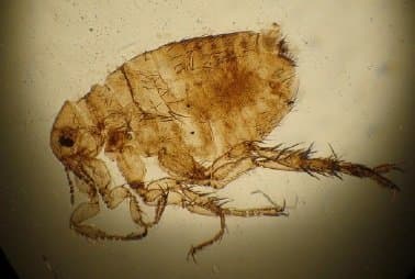 تونگا پنترانس