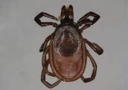 جنس ایکسودس