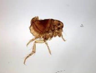 اکیدنوفاگا گالیناسه