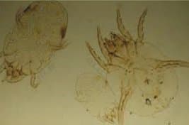 جنس درماتوفاگوئیدس (اروپایی)