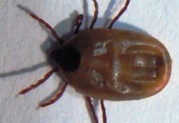 جنس ریپیسفالوس