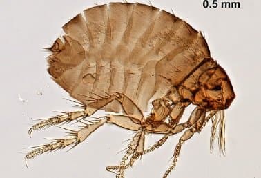 اکیدنوفاگا گالیناسه