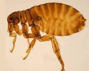 پولکس ایریتنس