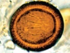 تنیا ساژیناتا