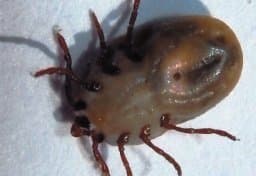 جنس ریپیسفالوس