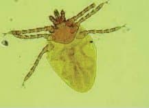 جنس بوئوفیلوس