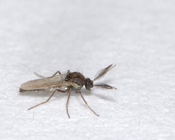 فورسیپومیا