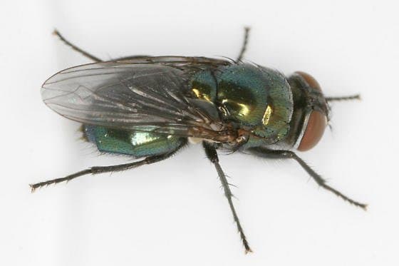 کالیفوریده-فورمیا